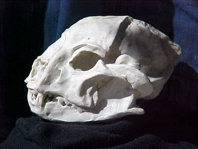 Dinaelurus illumina skull model